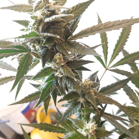 Assorted auto buddha seed  growlog timeline photo