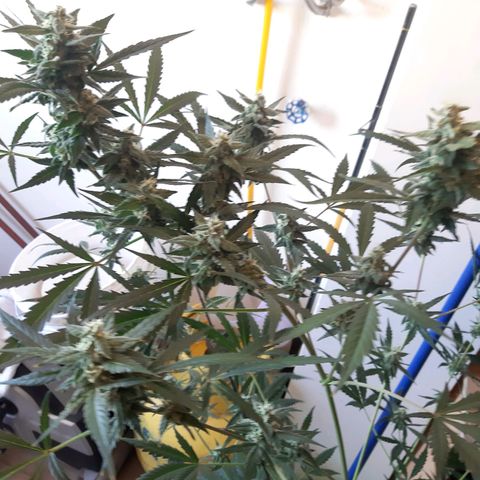 Assorted auto buddha seed  growlog timeline photo