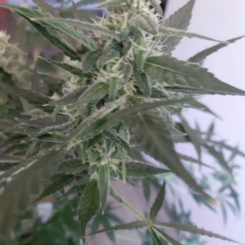 Assorted auto buddha seed  growlog timeline photo