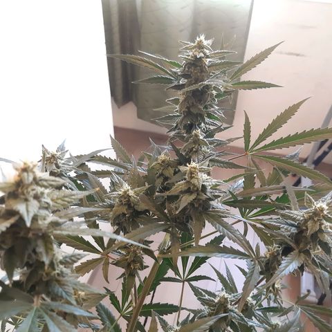 Assorted auto buddha seed  growlog timeline photo