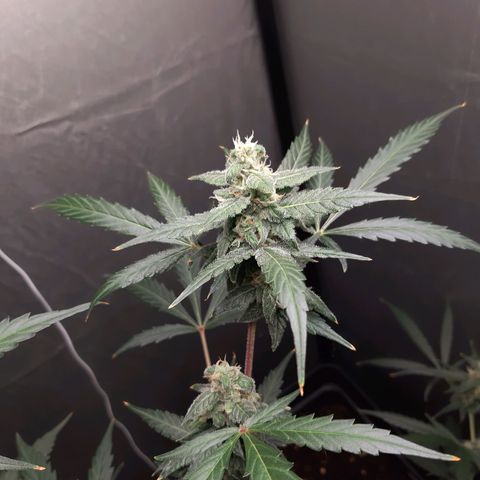 Assorted auto buddha seed  growlog timeline photo