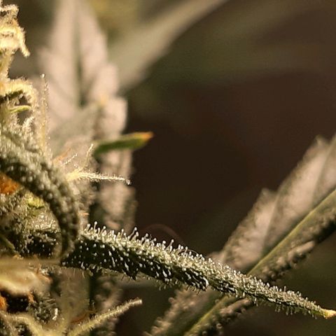 Assorted auto buddha seed  growlog timeline photo
