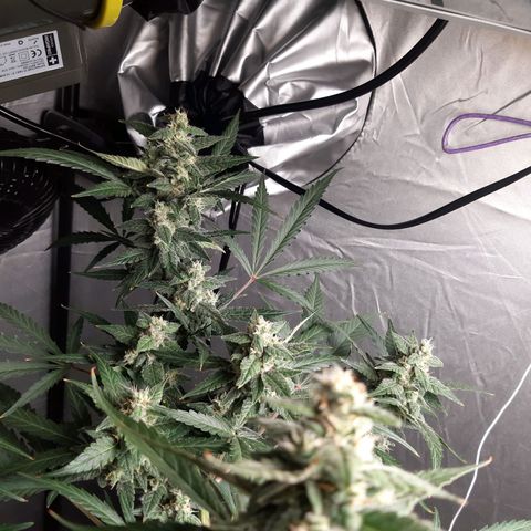 Assorted auto buddha seed  growlog timeline photo