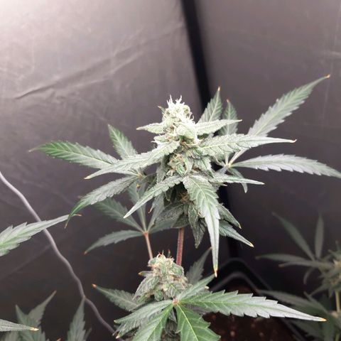 Assorted auto buddha seed  growlog timeline photo