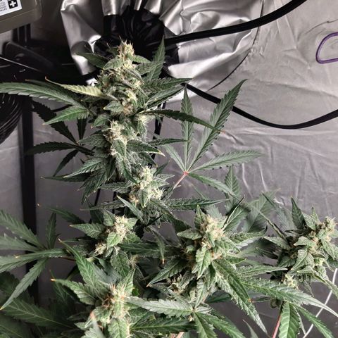 Assorted auto buddha seed  growlog timeline photo