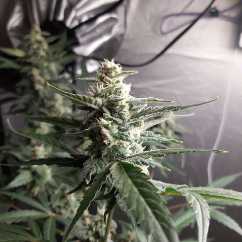 Assorted auto buddha seed  growlog timeline photo
