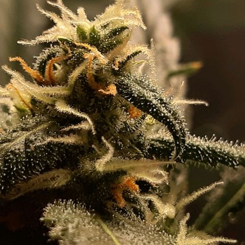 Assorted auto buddha seed  growlog timeline photo