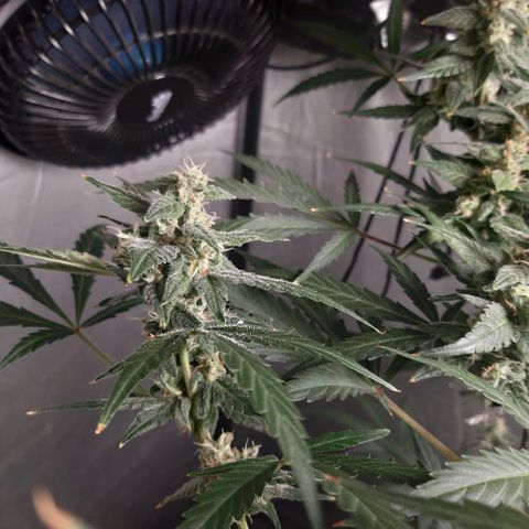 Assorted auto buddha seed  growlog timeline photo