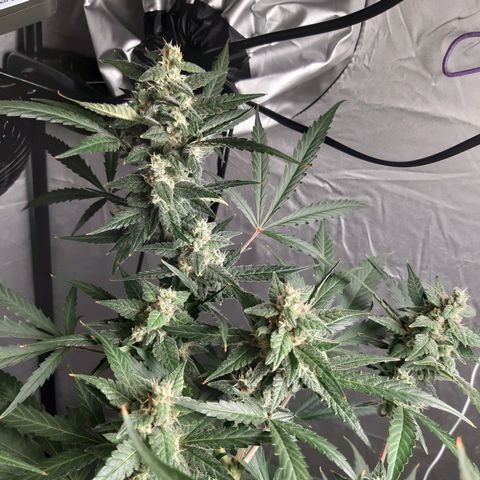 Assorted auto buddha seed  growlog timeline photo