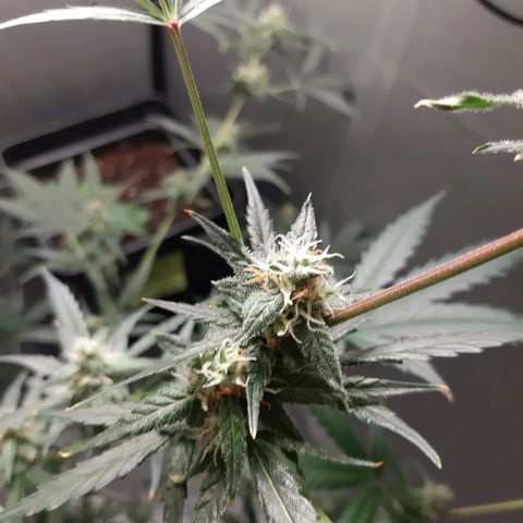 Assorted auto buddha seed  growlog timeline photo