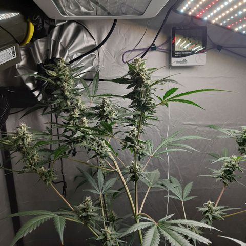 Assorted auto buddha seed  growlog timeline photo