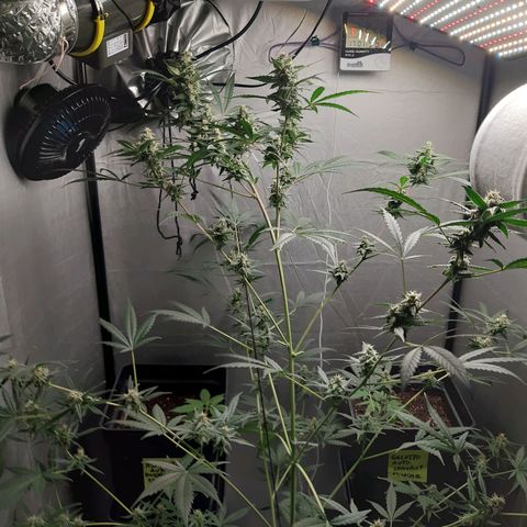 Assorted auto buddha seed  growlog timeline photo