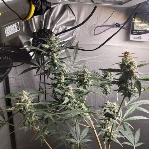 Assorted auto buddha seed  growlog timeline photo
