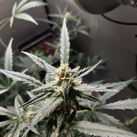 Assorted auto buddha seed  growlog timeline photo