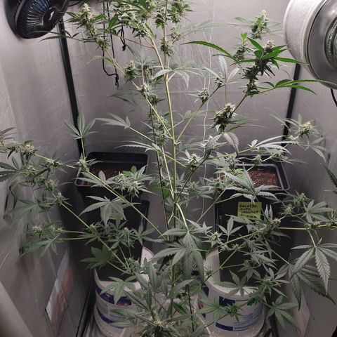 Assorted auto buddha seed  growlog timeline photo