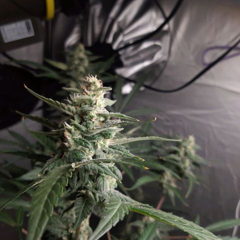 Assorted auto buddha seed  growlog timeline photo