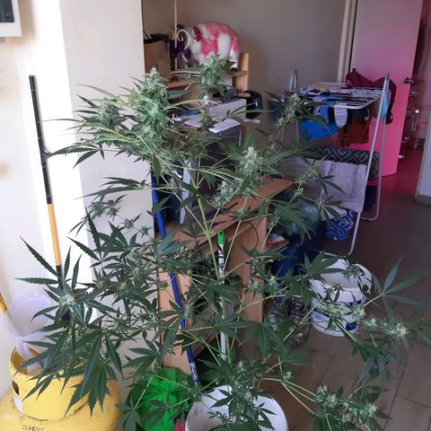 Assorted auto buddha seed  growlog timeline photo
