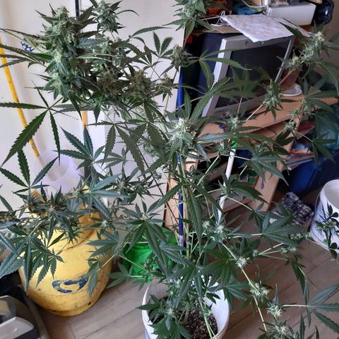 Assorted auto buddha seed  growlog timeline photo