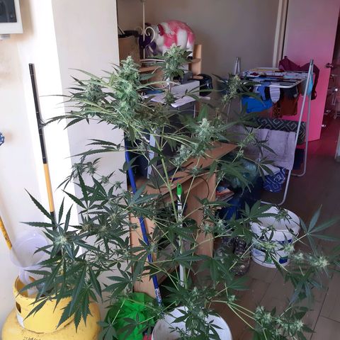 Assorted auto buddha seed  growlog timeline photo