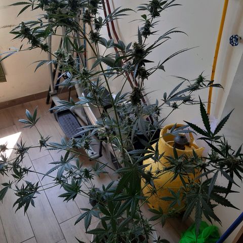 Assorted auto buddha seed  growlog timeline photo