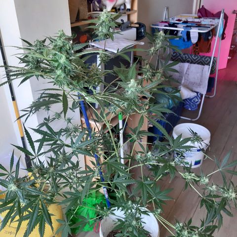 Assorted auto buddha seed  growlog timeline photo