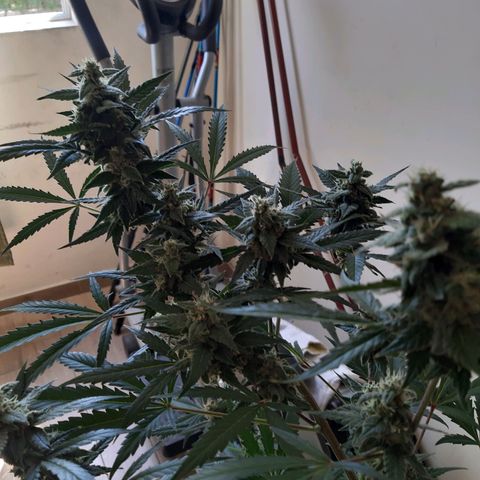 Assorted auto buddha seed  growlog timeline photo
