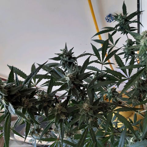Assorted auto buddha seed  growlog timeline photo