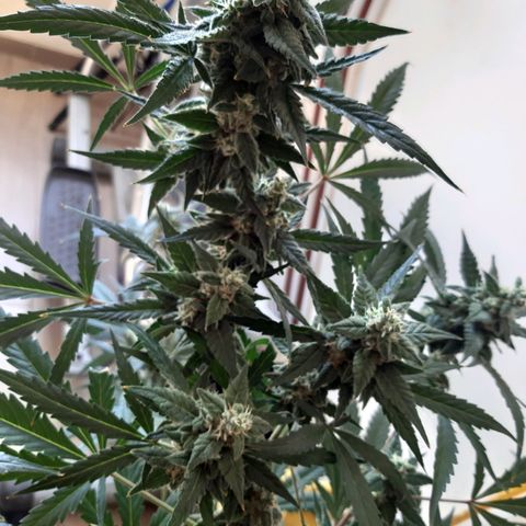 Assorted auto buddha seed  growlog timeline photo
