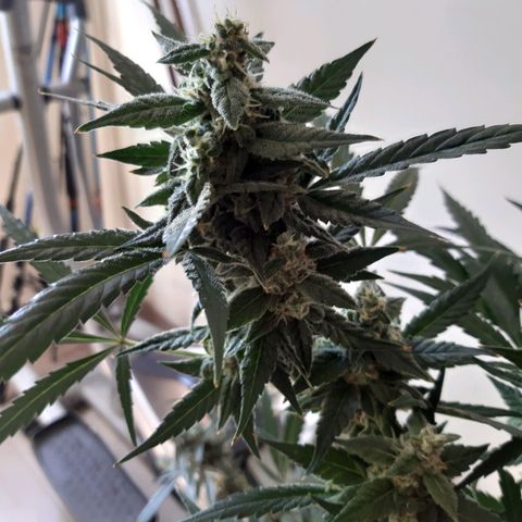 Assorted auto buddha seed  growlog timeline photo