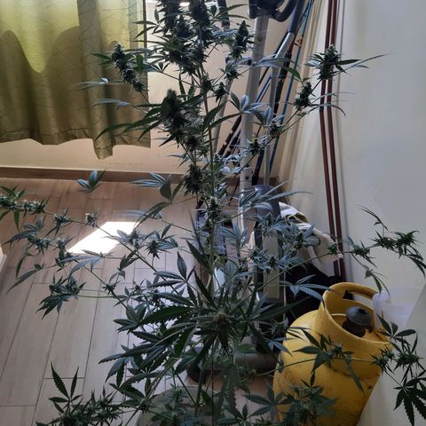 Assorted auto buddha seed  growlog timeline photo