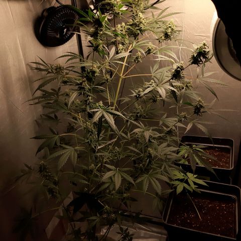 Assorted auto buddha seed  growlog timeline photo