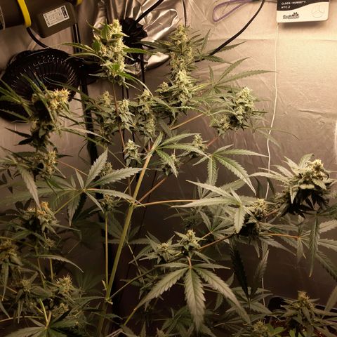 Assorted auto buddha seed  growlog timeline photo