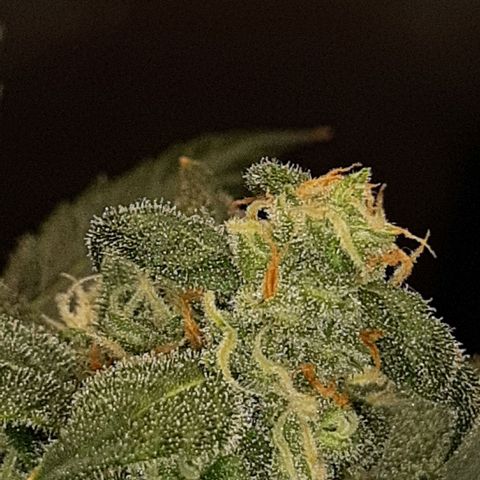 Assorted auto buddha seed  growlog timeline photo
