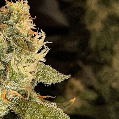 Assorted auto buddha seed  growlog timeline photo