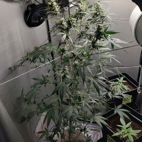 Assorted auto buddha seed  growlog timeline photo