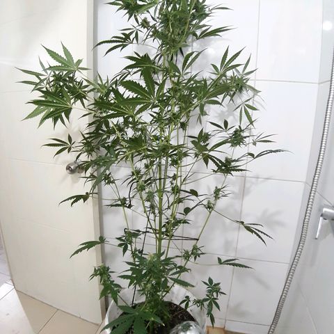 Assorted auto buddha seed  growlog timeline photo