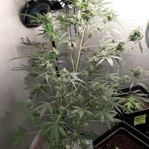 Assorted auto buddha seed  growlog timeline photo