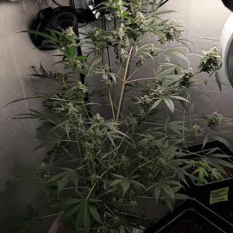 Assorted auto buddha seed  growlog timeline photo
