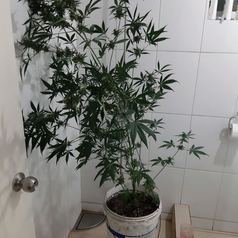 Assorted auto buddha seed  growlog timeline photo