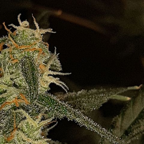 Assorted auto buddha seed  growlog timeline photo