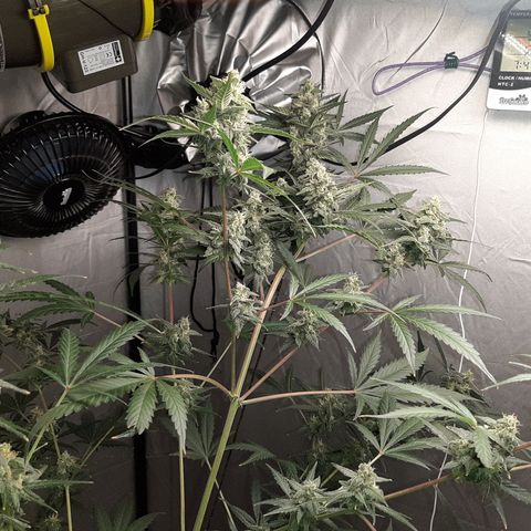 Assorted auto buddha seed  growlog timeline photo
