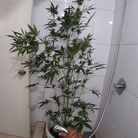 Assorted auto buddha seed  growlog timeline photo