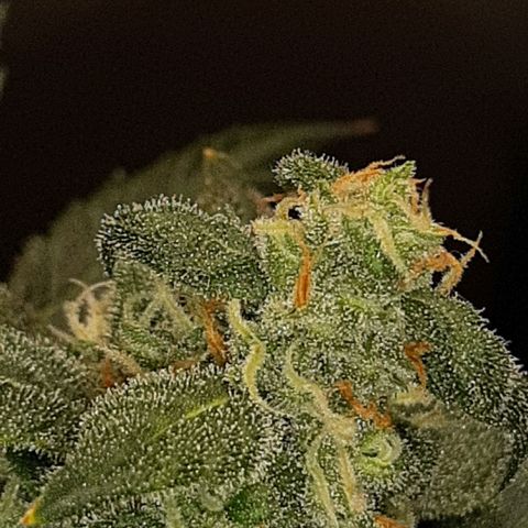 Assorted auto buddha seed  growlog timeline photo