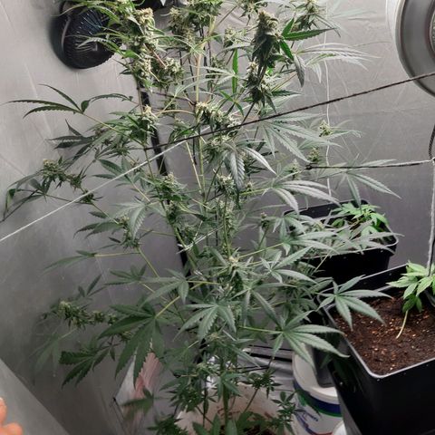 Assorted auto buddha seed  growlog timeline photo