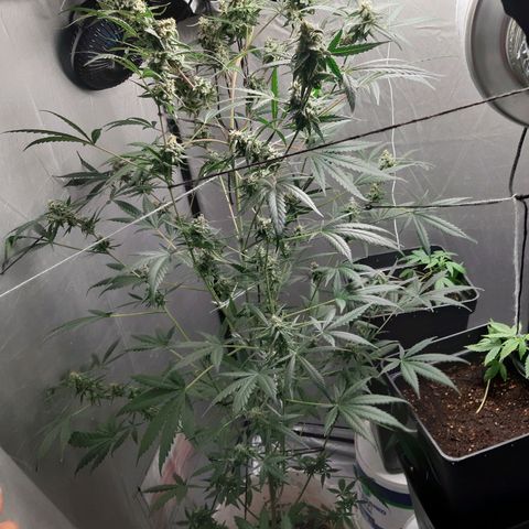 Assorted auto buddha seed  growlog timeline photo