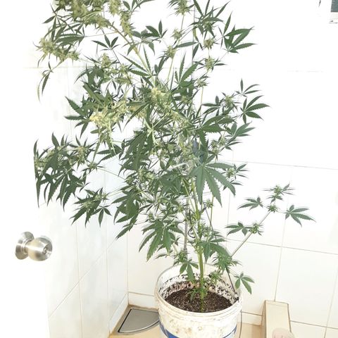 Assorted auto buddha seed  growlog timeline photo