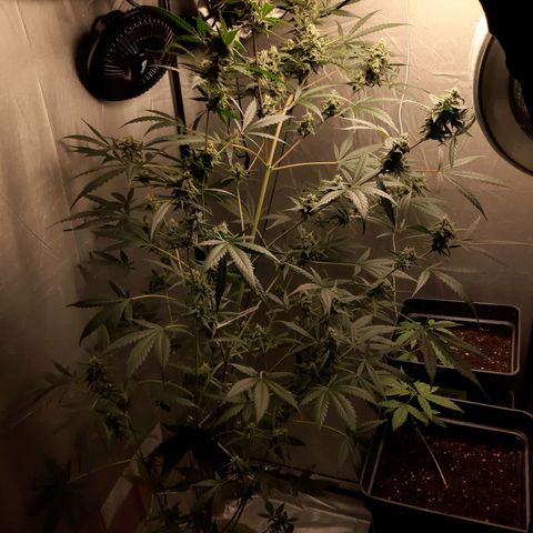 Assorted auto buddha seed  growlog timeline photo