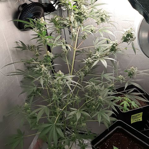 Assorted auto buddha seed  growlog timeline photo