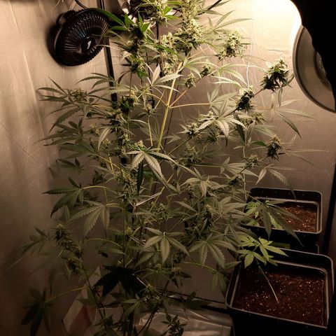 Assorted auto buddha seed  growlog timeline photo