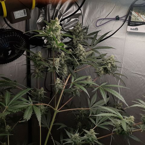 Assorted auto buddha seed  growlog timeline photo